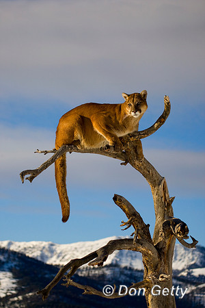 Mt_Lion_D4B0125