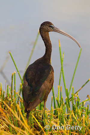 Ibis_Gl_Z2F4165