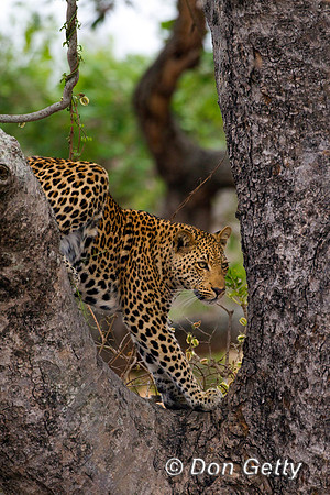 Leopard_Z2F5819