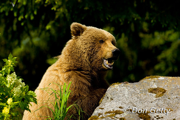 Brown Bear