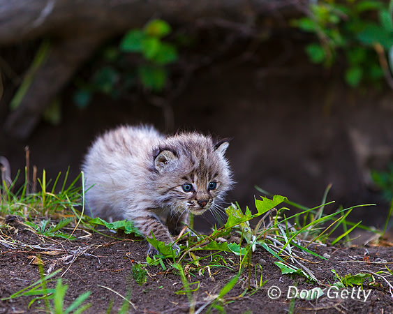 Bobcat_Z2F2386