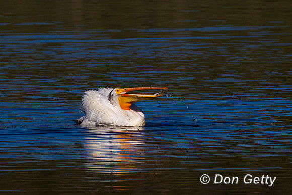 Pelican_Wht_MG_5785