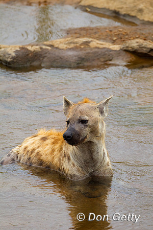 Hyena_S_Z2F4394