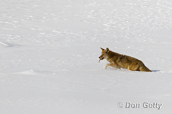 Coyote
