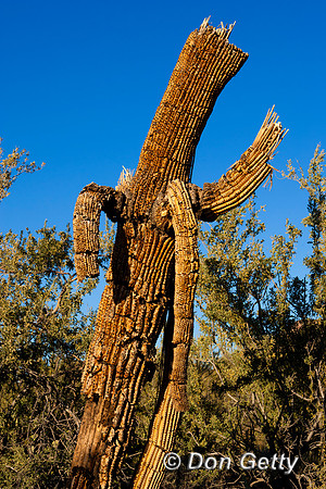 Saguaro_MR8D3893