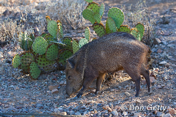 Javelina_MR8D3975