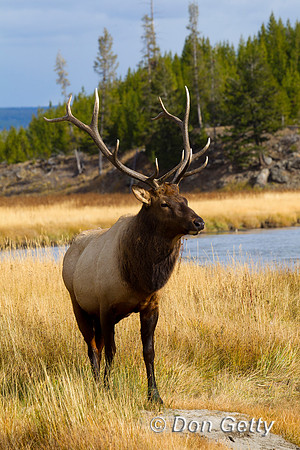Elk_Z2F9606