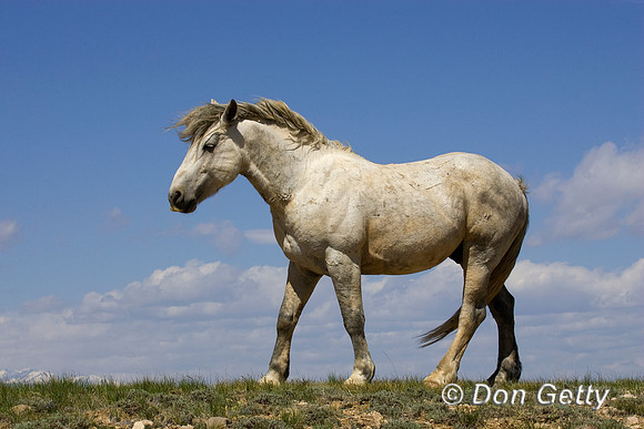 Horse_R8D8825