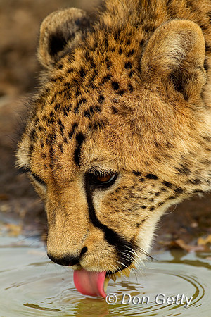 Cheetah_Z2F2253