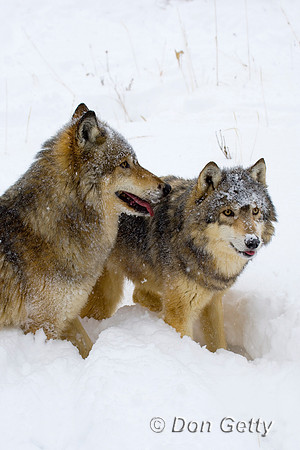 Wolf_D4B3537