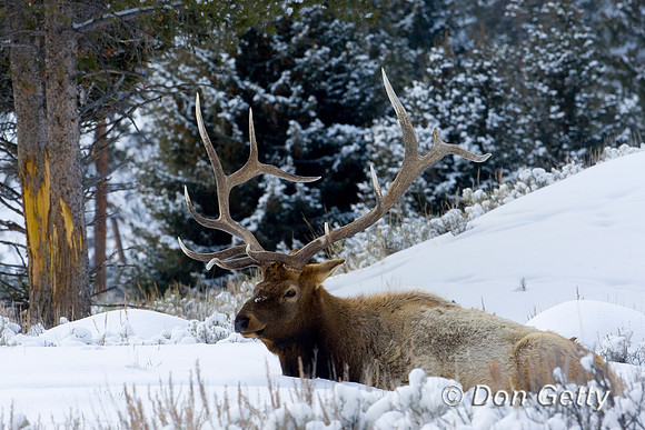 Elk_D4B4885