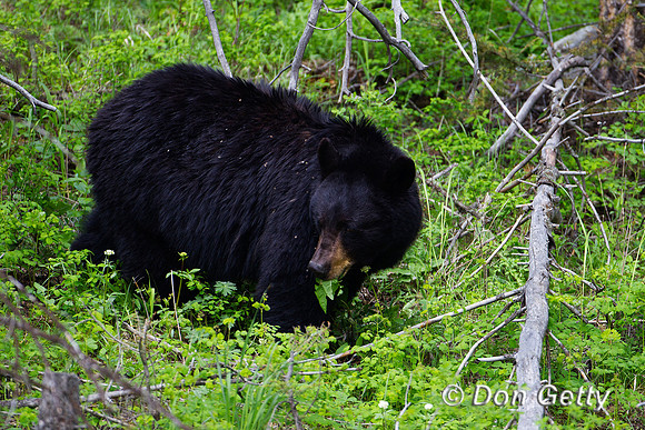 Black Bear