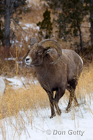 Bighorn Sheep