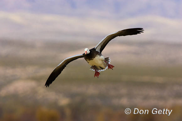 Snow Goose