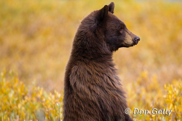 Black Bear