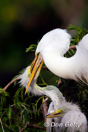 Great Egret