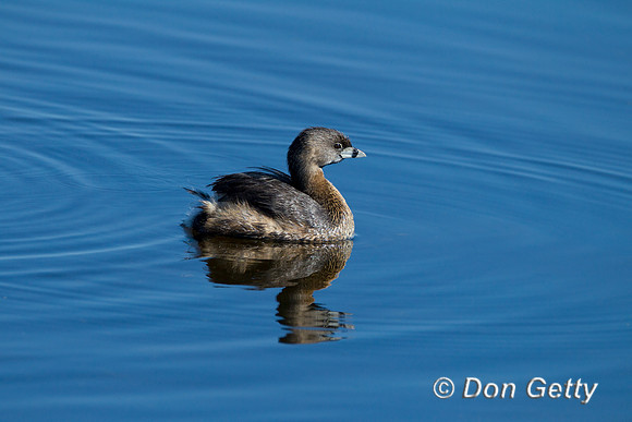 Grebe_PB_Z2F1912