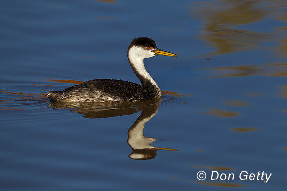 Grebe_W_Z2F2633