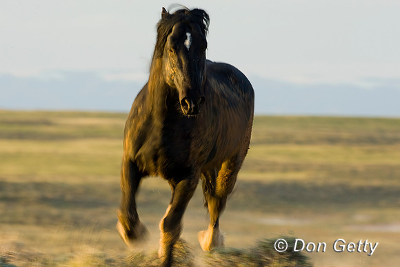 Horse_D4B7407