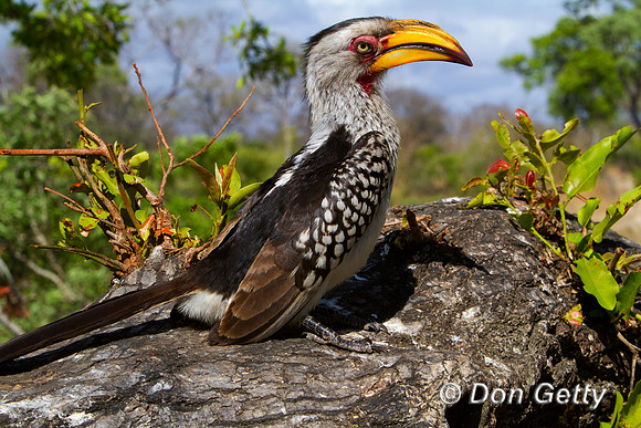 Hornbill_SYB_MG_3844