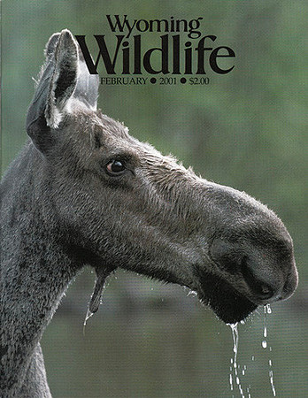 Wyoming Wildlife_Adjusted