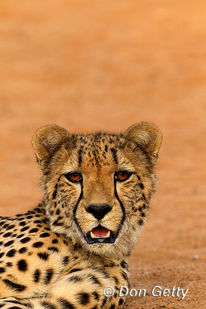 Cheetah_Z2F2370