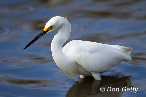 Snowy Egret