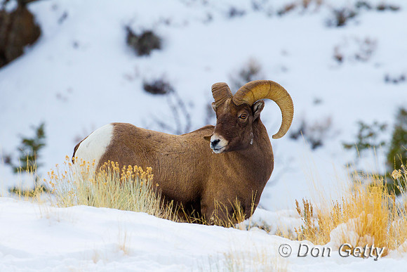 Sheep_BH_Z2F8091