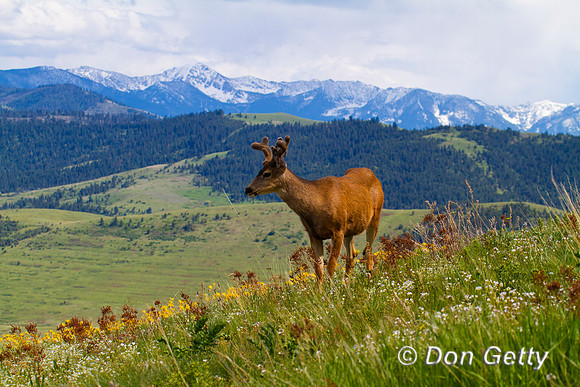 Deer_Mule_IMG_0826