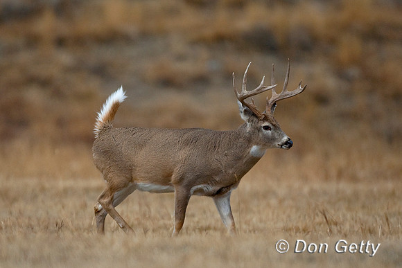 Deer_WtTl_D4B9007