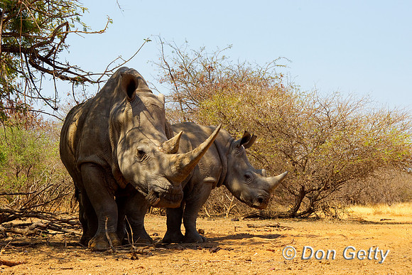 Rhino_W_Z2F2597