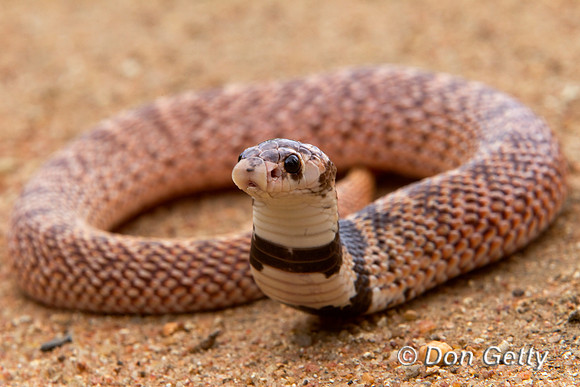 Snake_SN_Z2F0012