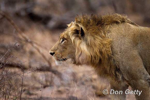 Lion_Z2F4035