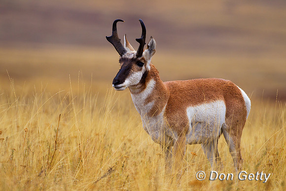 Pronghorn