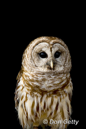 Owl_Bard_D4B9427