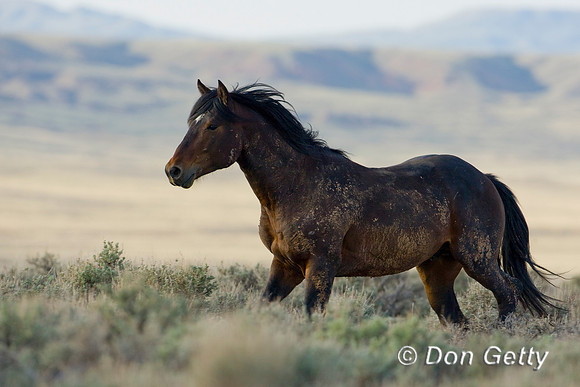 Horse_D4B7520