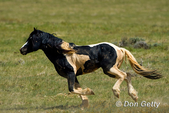 Horse_D4B8650