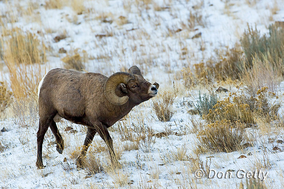 Bighorn Sheep