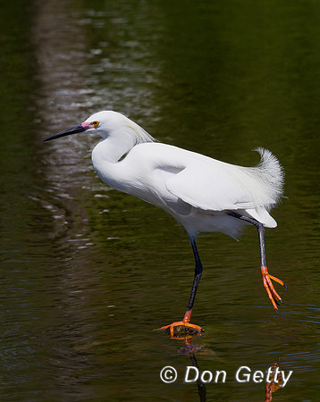 Snowy Egret