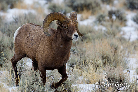 Bighorn Sheep