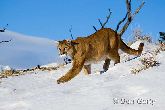 Mt_Lion_D4B9694