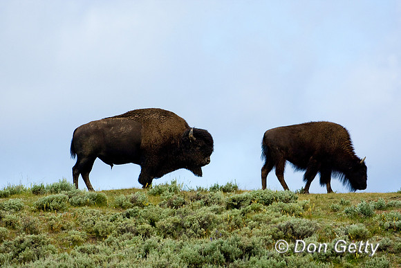 Bison_D4B7258