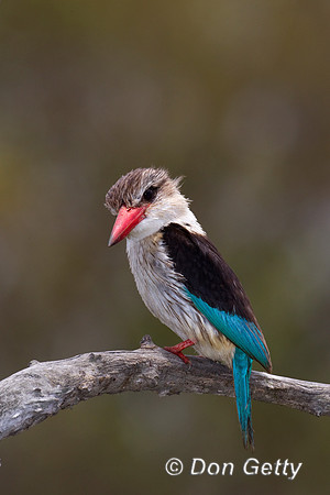 Kingfisher_BH_Z2F3634