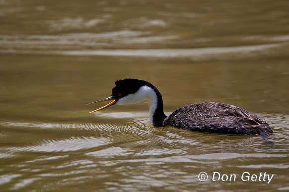 Grebe_W_MR8D7058