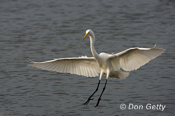 Great Egret