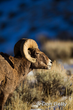 Sheep_BH_Z2F8214