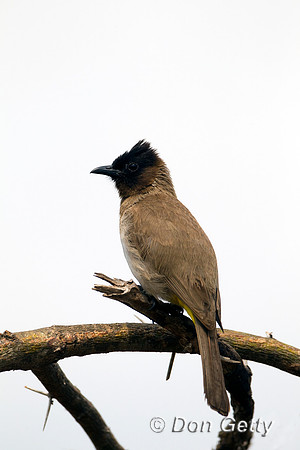 Bulbul_DC_Z2F5546