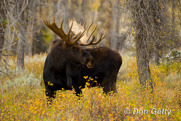 Moose_D4B8824