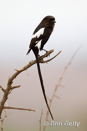 Shrike_Mag_Z2F6145