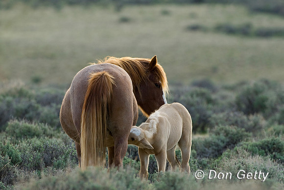 Horse_D4B7581